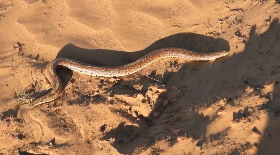 Песчаный удавчик в длину может достигать 60-80 см.