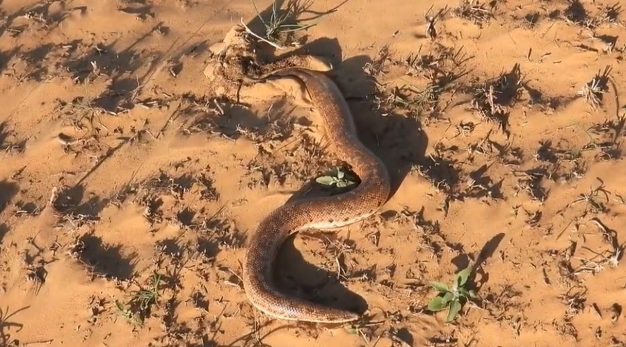 Песчаный удавчик зарывается в песок.