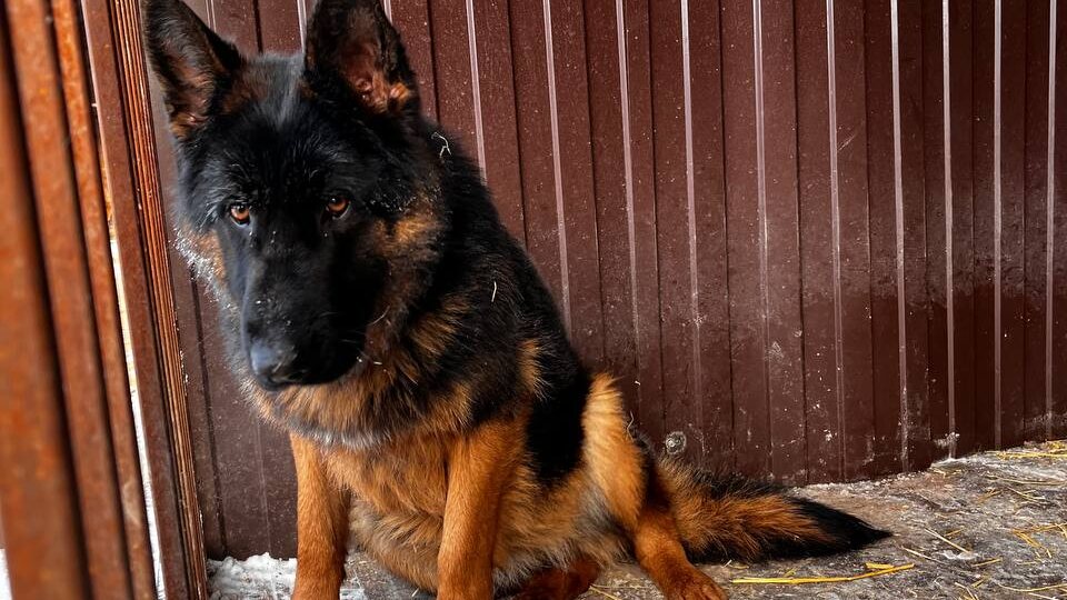 "Я пишу, она не отдает!" Почему немецкая овчарка Эльза все еще бездомная?