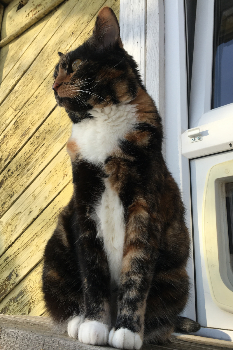 Василиса на кошачьем балкончике около котохода. Фото автора