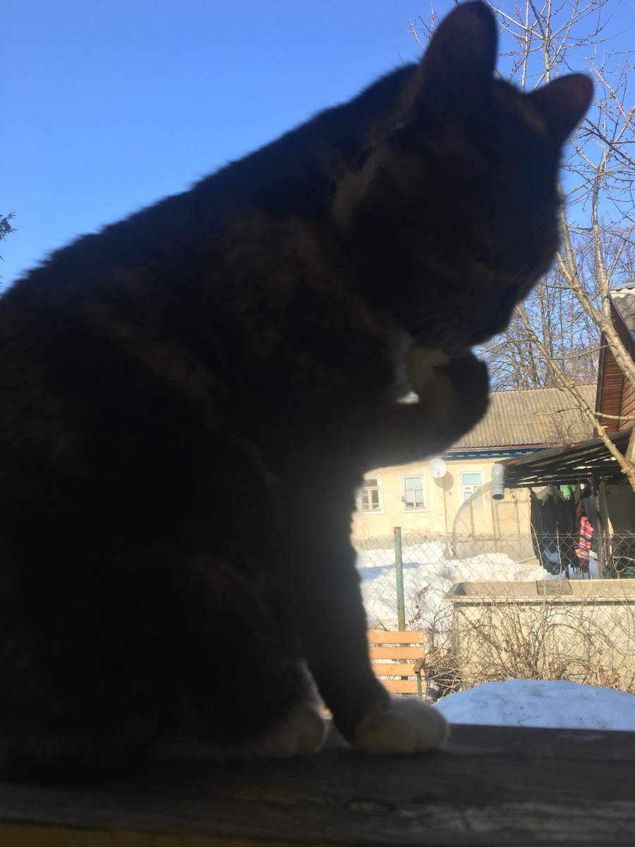 Лапки замёрзли. Фото автора