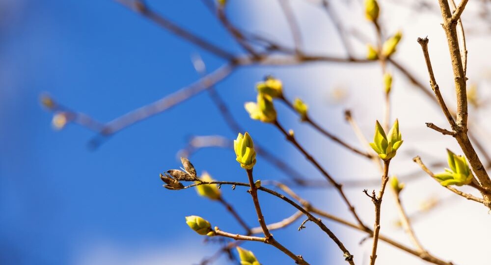 Как вода влияет на аллергию?