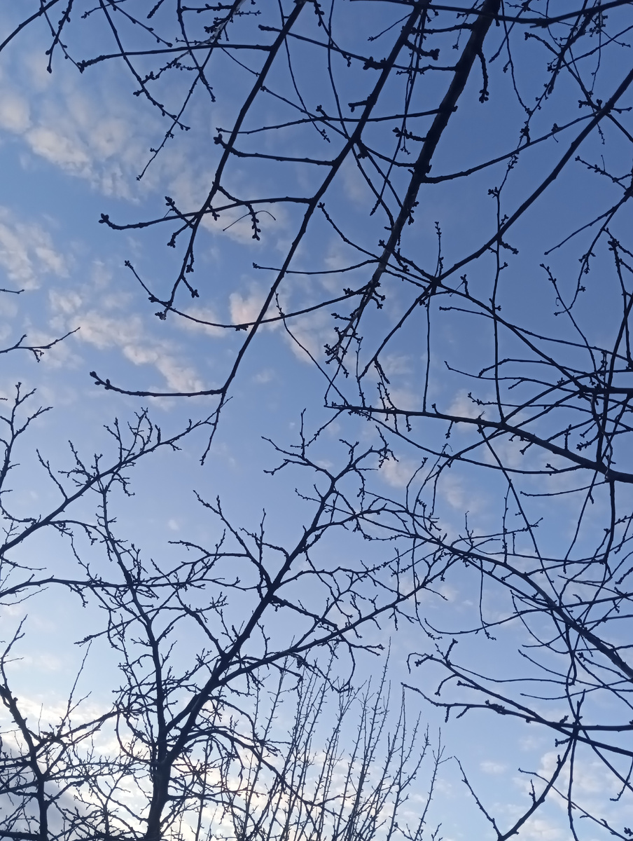 Фото с моего двора.