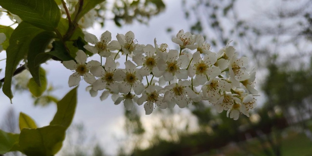 На вид - цветочки, а на деле - вредители: из-за этих растений соседи перестают здороваться, а дома трещат по швам