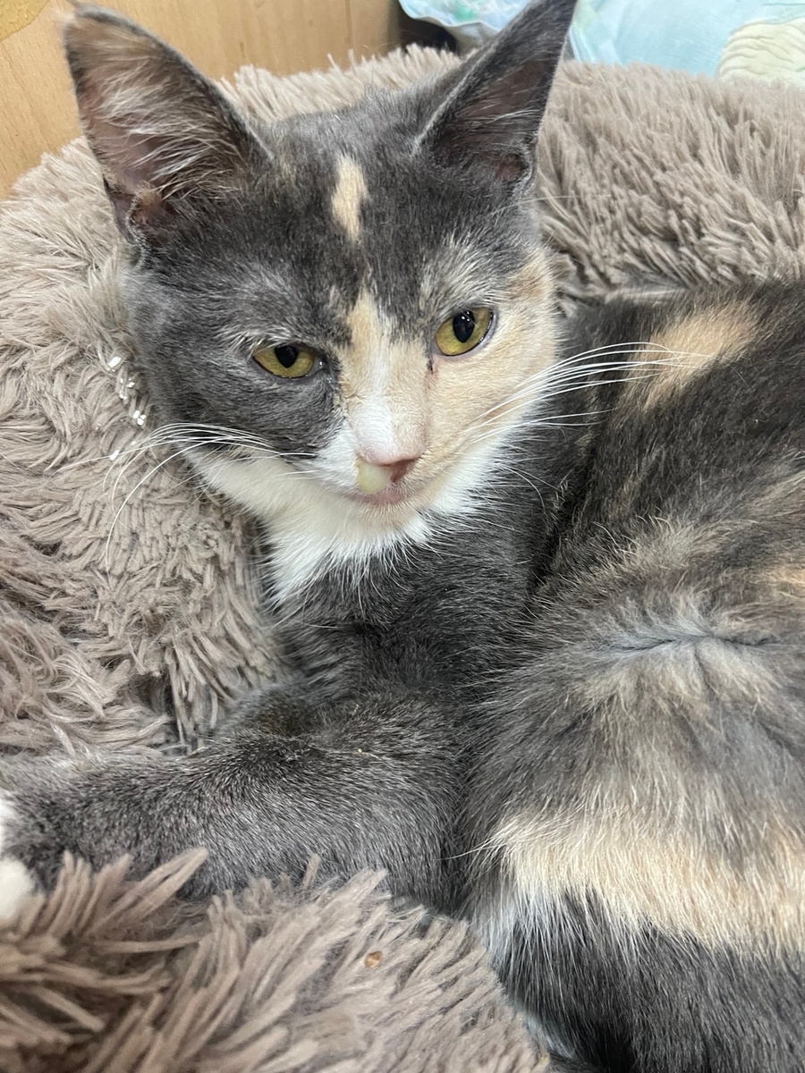 наша Муизочка