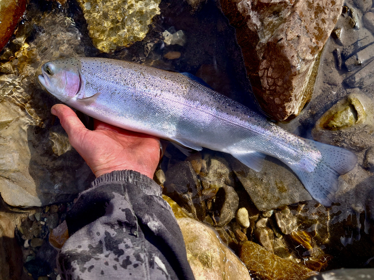 Так выглядит форель, которая уже давно сбежала с садков и провела в реке не менее года.