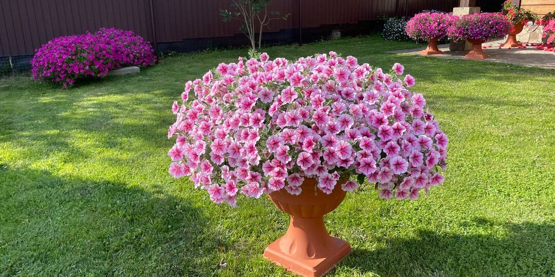 Как вырастить пышные петунии: пошаговая инструкция от посева до цветения.