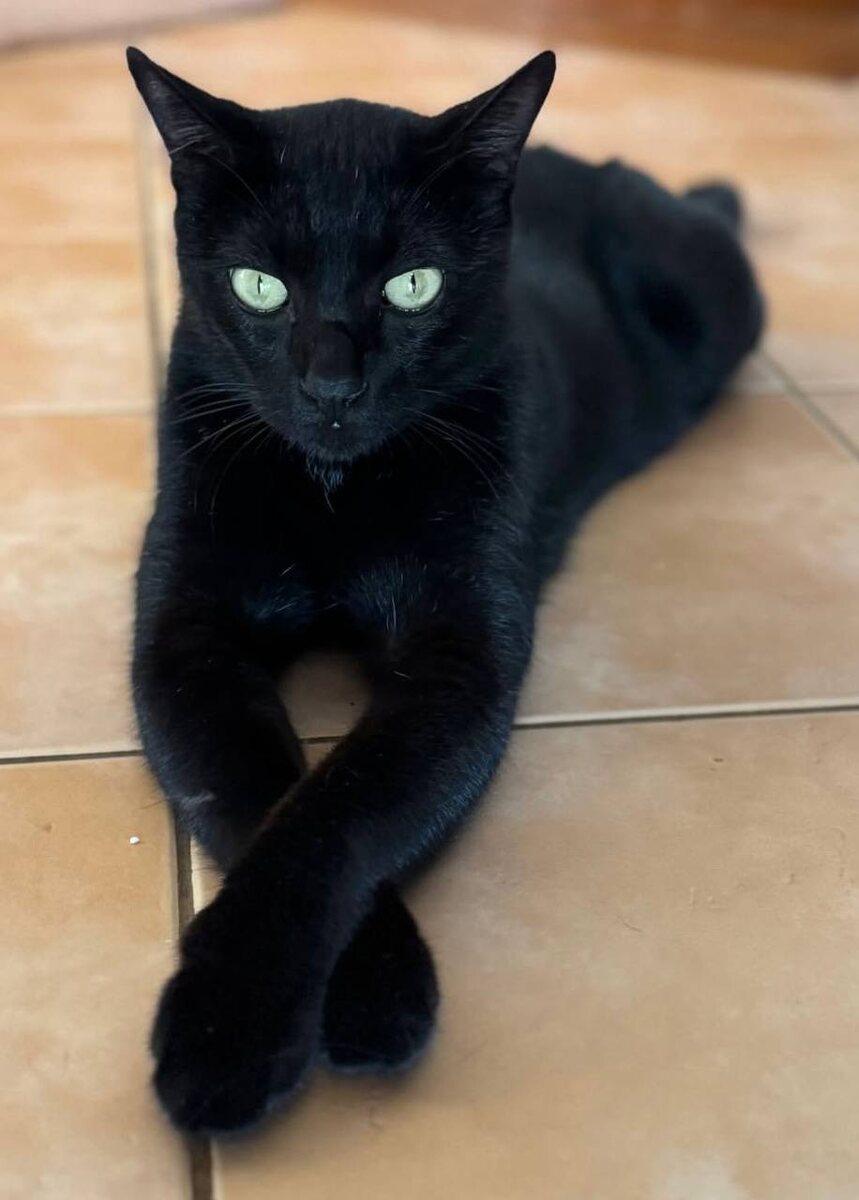 Оникс: пришёл — ушёл — я всё равно рада