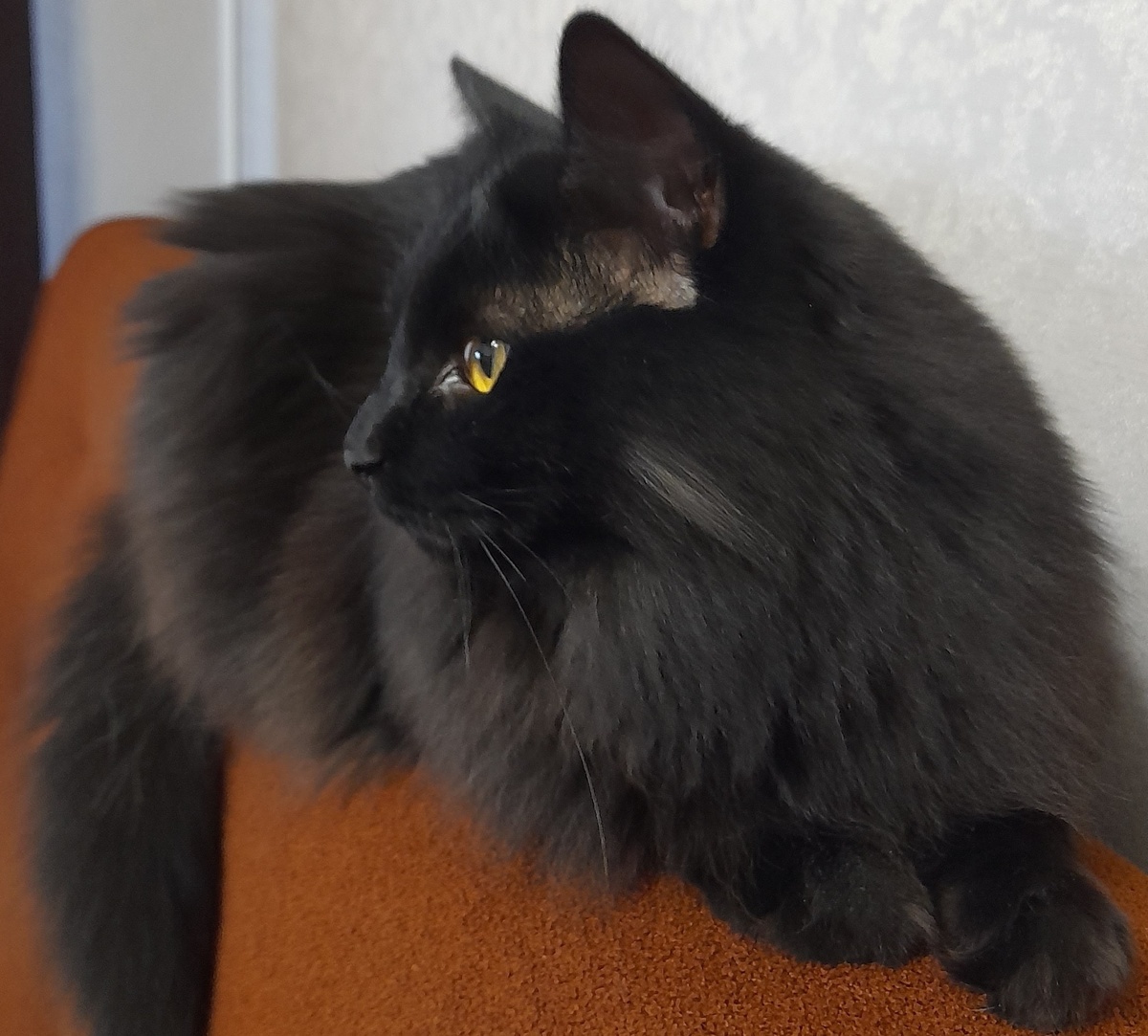 Те самые залысины, о которых пойдёт речь. Крупным планом и со всей ответственностью.