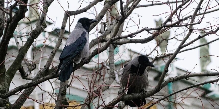    Алена Бобрович