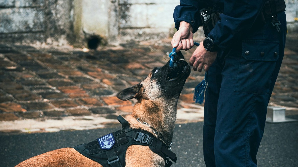   Служебные собаки давно стали незаменимыми сотрудниками во многих сферах