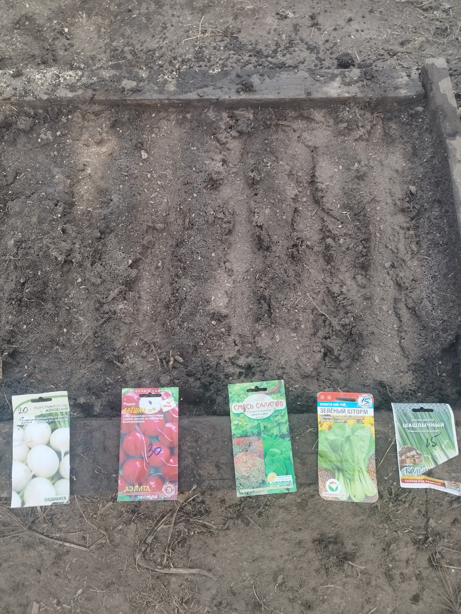 Первые посевы