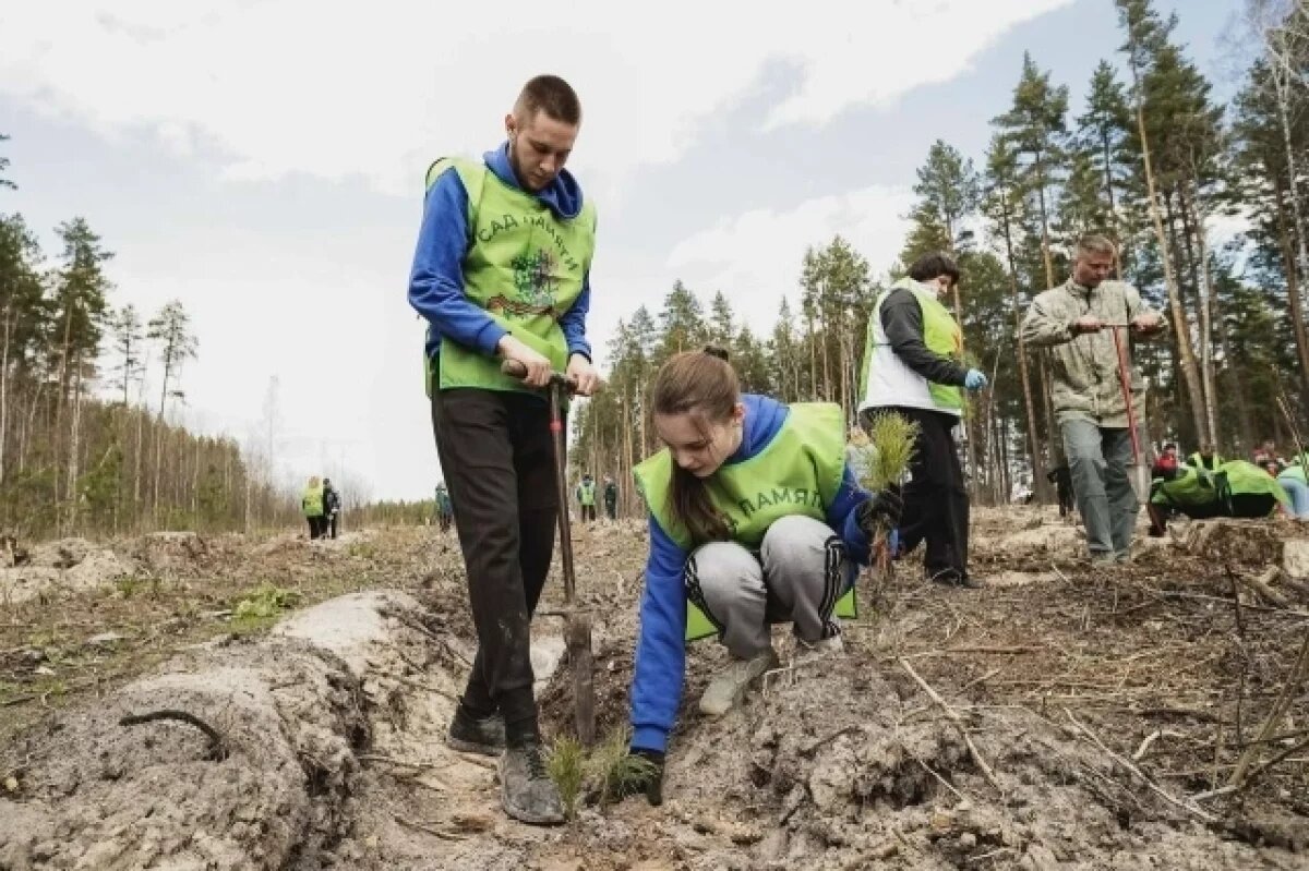    В Ульяновской области пройдёт акция «Сад памяти»: высадят 70 тысяч деревьев