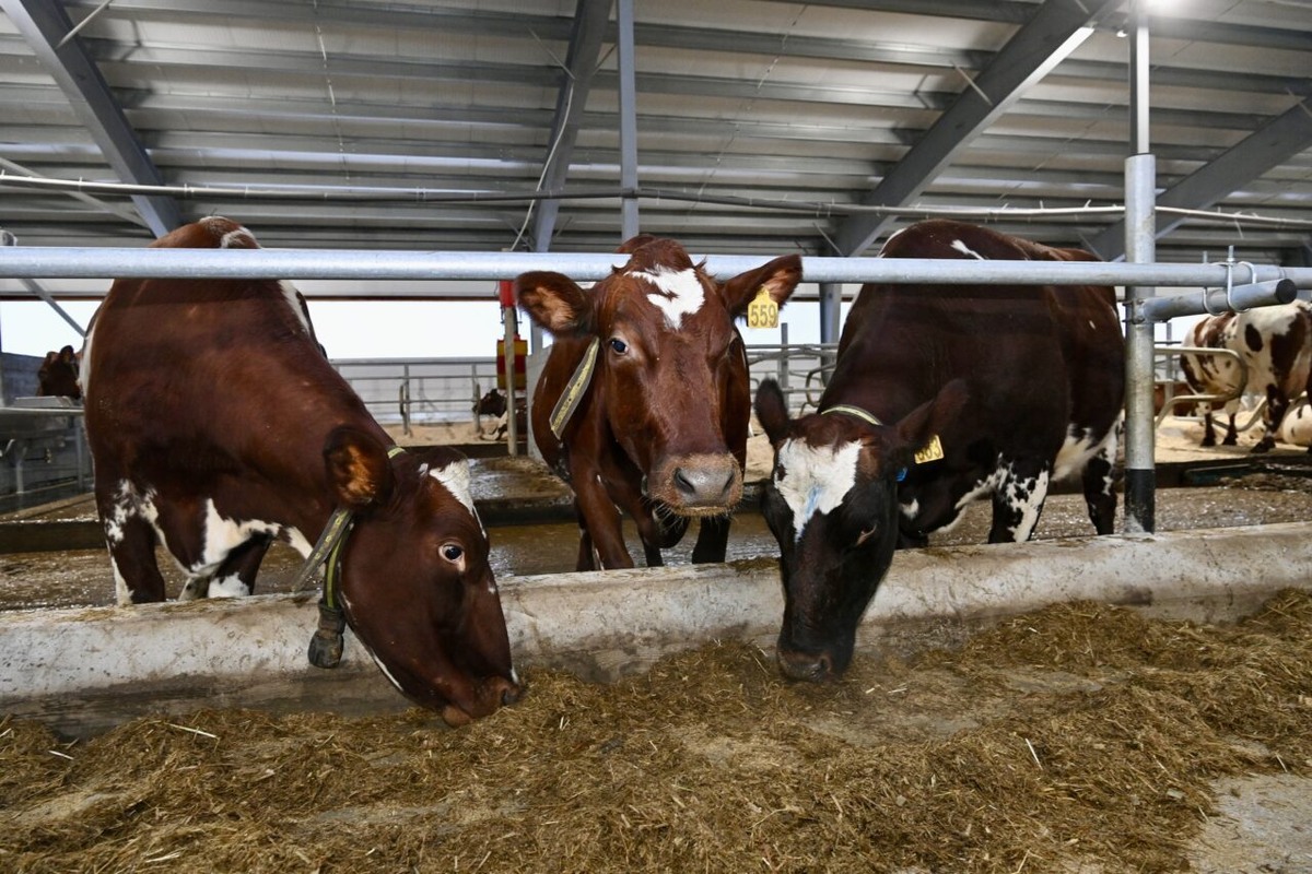    Фото: "Республика" / Оксана Кудряшова