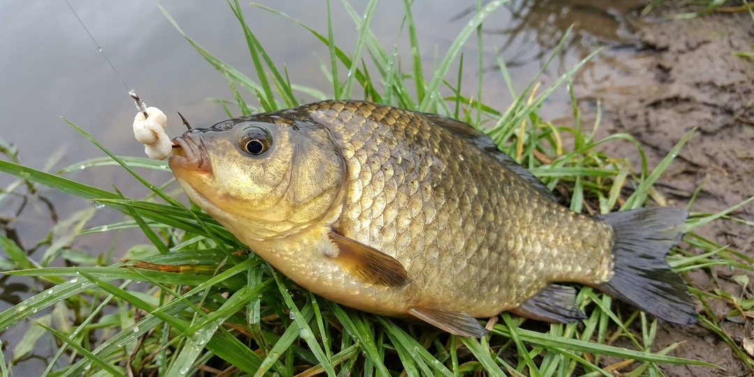 Секретная "болтушка" на весеннего карася: почему я всегда добавляю в манку каплю нерафинированного масла и чеснок