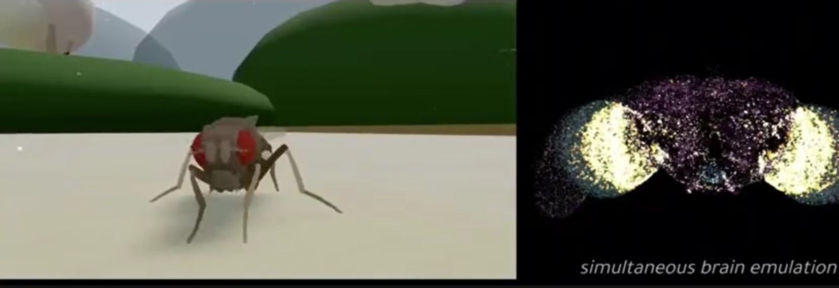 Цифровые мушиные мозги управляют псевдомушиным телом