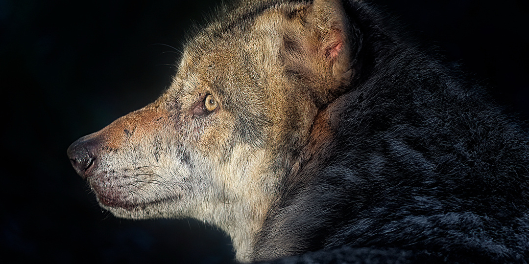 Почему древний лютоволк вымер, а обычный серый волк — нет