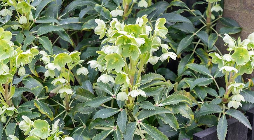 Морозник вонючий