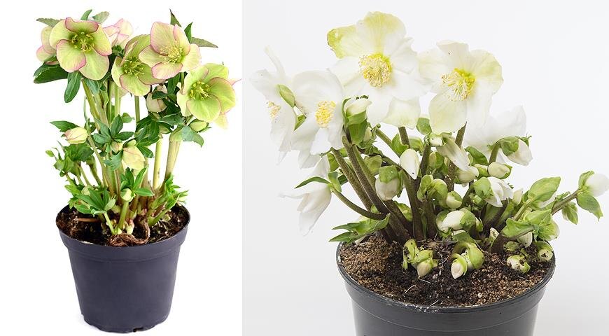 Морозник черный и морозник черный сорт Verboom Kindly Star