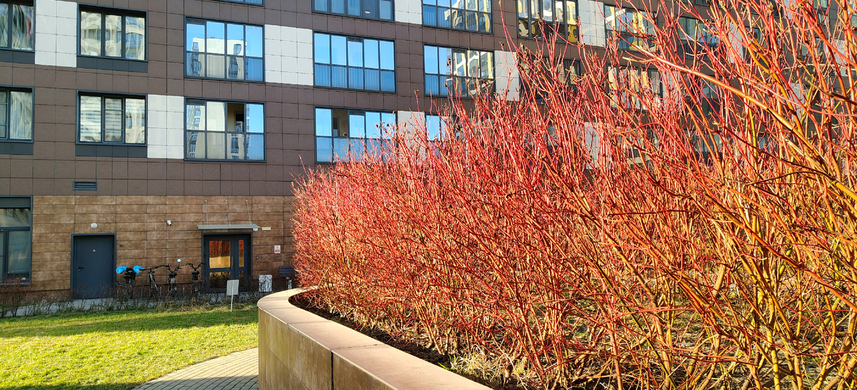 И травка зеленеет в нашем дворике