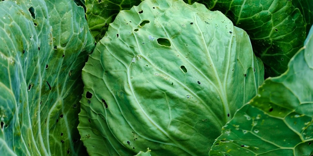 Не капуста, а Геракл: лихо наращивает вилки в экстремальных условиях - хранится 12 месяцев и не вянет
