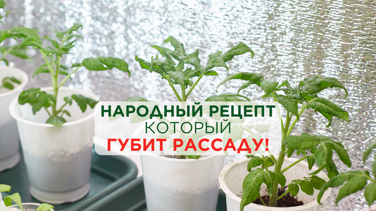 Видели в соцсетях рецепт «чудо-средства» из аптеки для рассады?