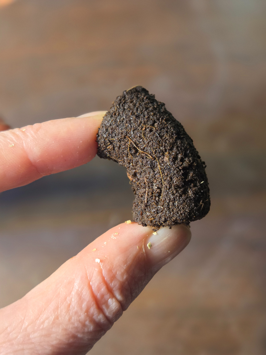 Фото: Зеленая леди, сад, семья и томатный сок