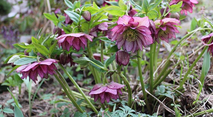 Морозник: как вырастить и размножить