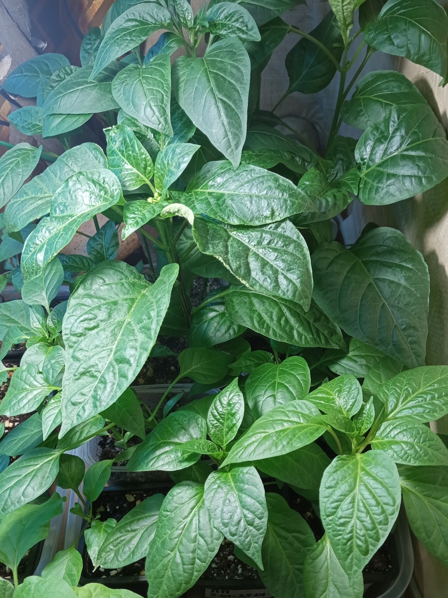 Перцы, фото моё 18.03.26