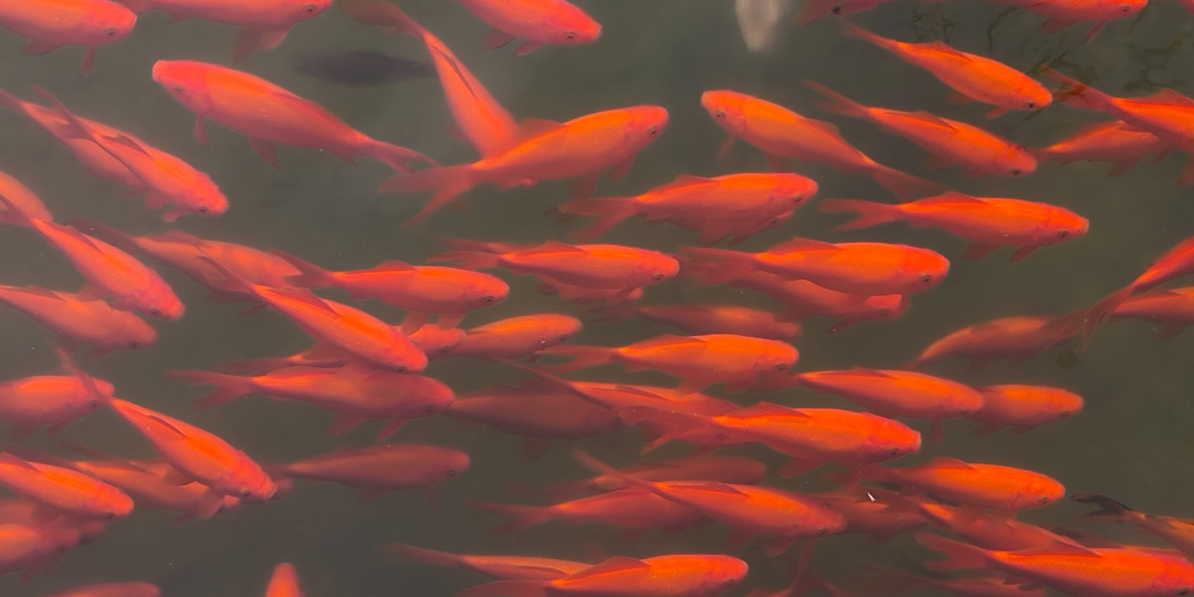 Четверг. 19.03.26. Немного о вчерашнем дне, кулинарный эксперимент и поездка в Новороссийск.