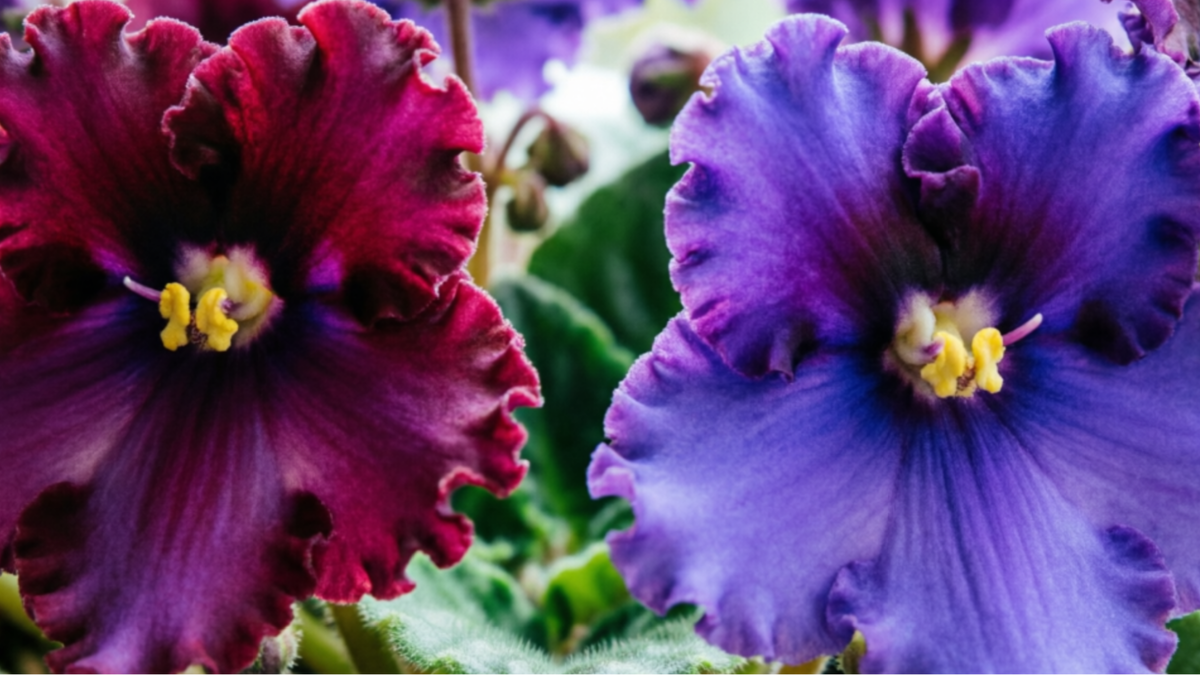 База: что влияет на цветение фиалки