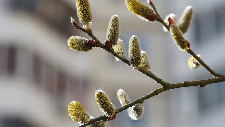 Фото: ТАСС/Владимир Гердо