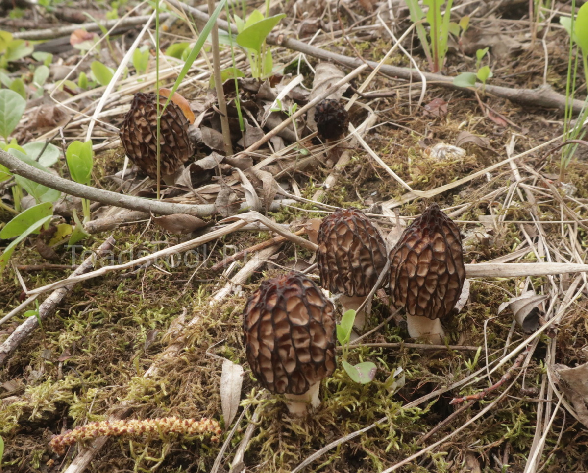 Для вас, граждане, я готов сделать исключение (фото И.Лебединского)