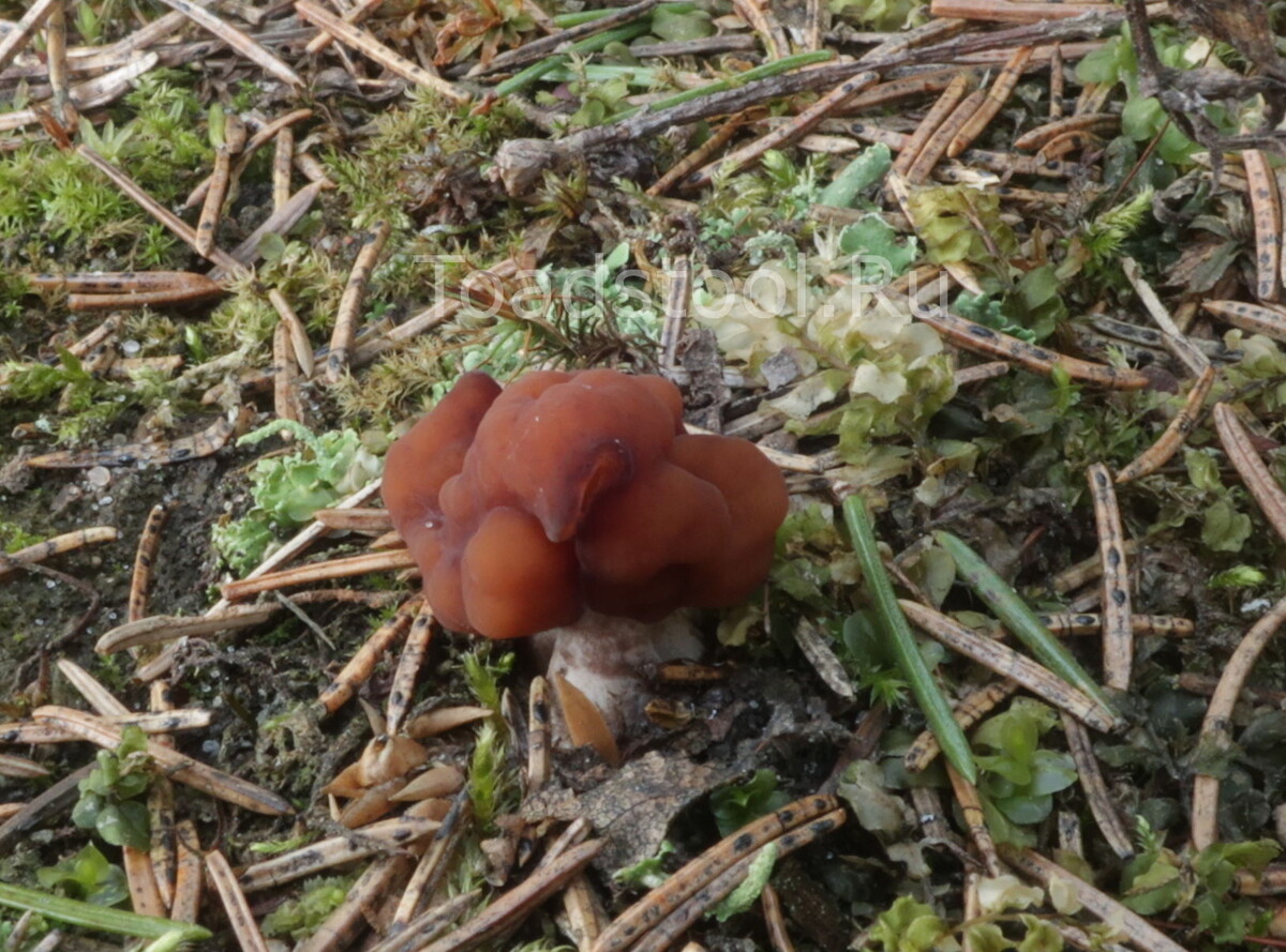 С чего начинается эскулента? (фото И.Лебединского)