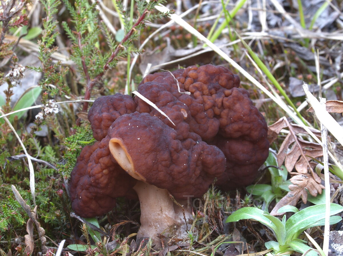 Красивей строчок ещё поискать (фото И.Лебединского)