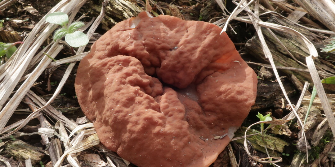 "Вижу цель - не вижу препятствий!", или Три задачи на грибную весну