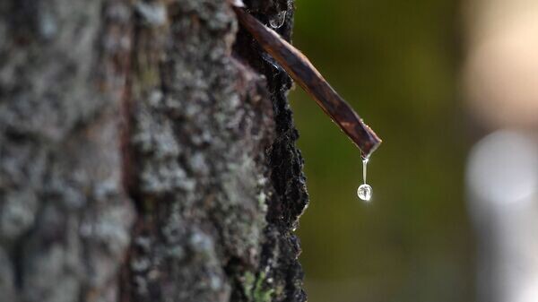    © Sputnik / Виктор Драчев