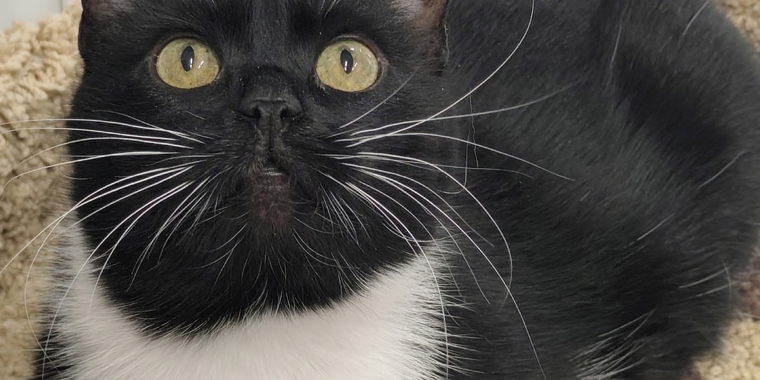 Добрых снов от котов 🐈 🐈‍⬛ 🌚 🌛