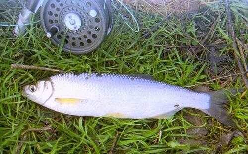 Оселедец (Донская сельдь)