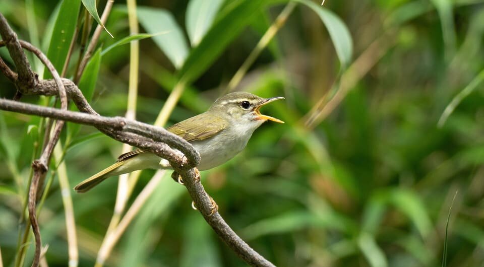   Per Alström / Uppsala University