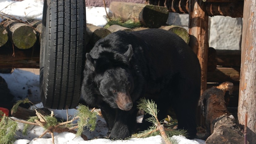    Московский зоопарк