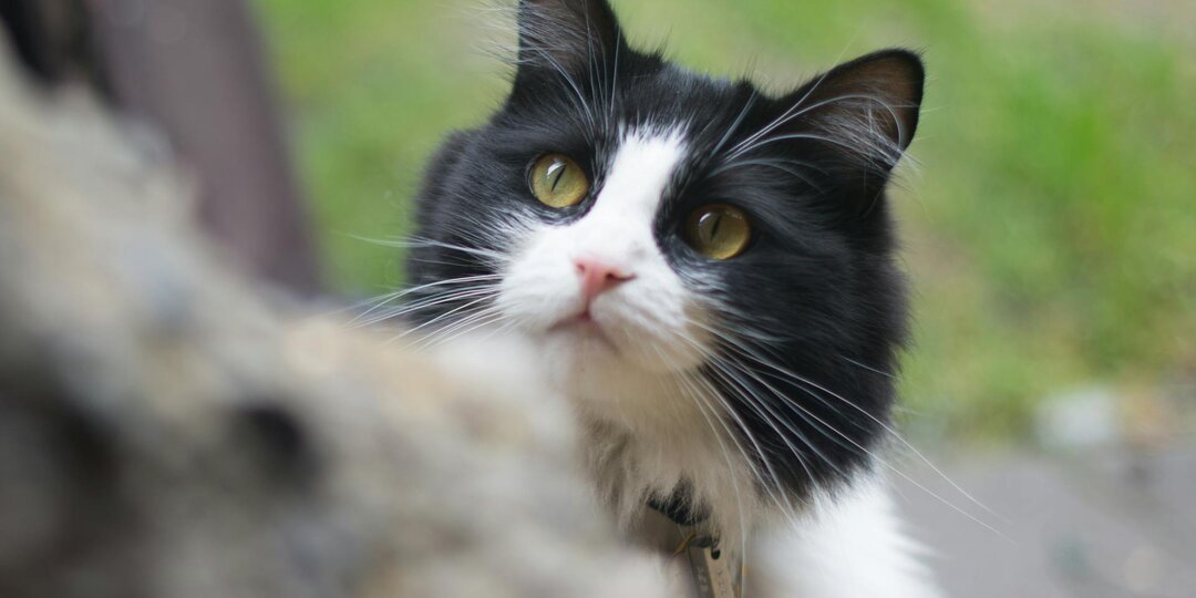 Последняя надежда