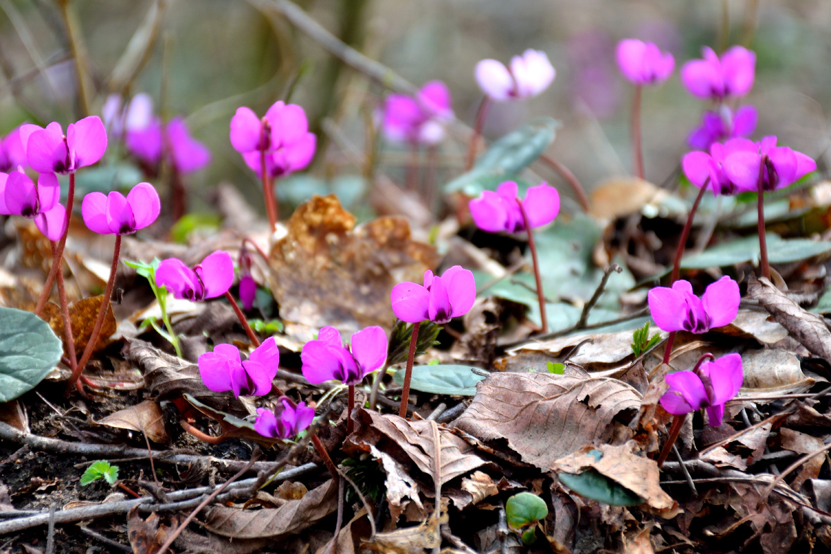 Целые поляны цикламенов