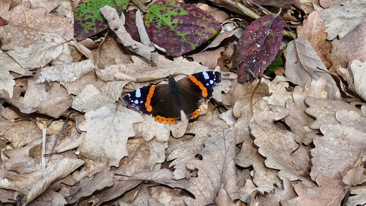 Первая бабочка - весник весны