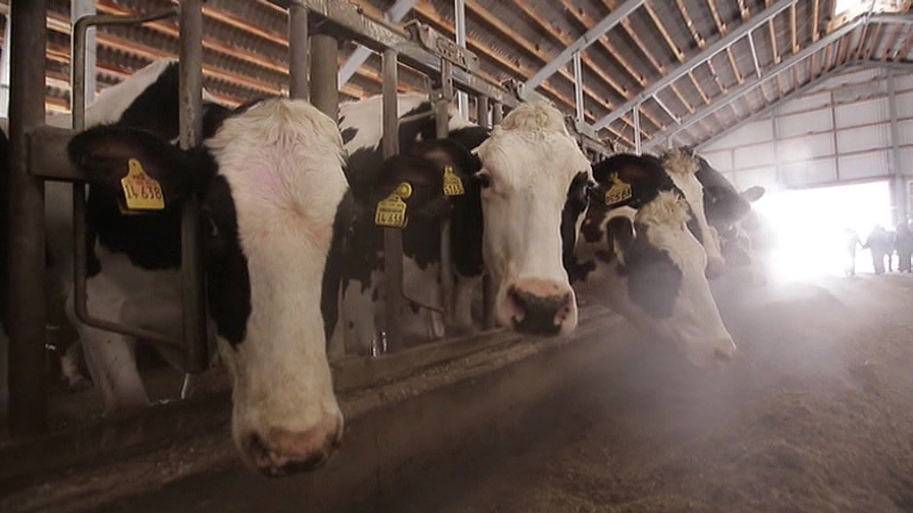    Молокозавод коровы