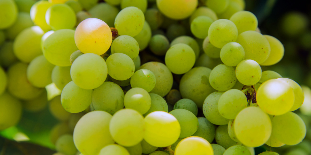 Аринту: португальская кислотность с потенциалом выдержки