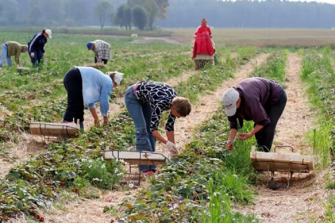    В Польше «устойчивый тренд» роста безработицы: украинцам будет всё сложнее найти работу