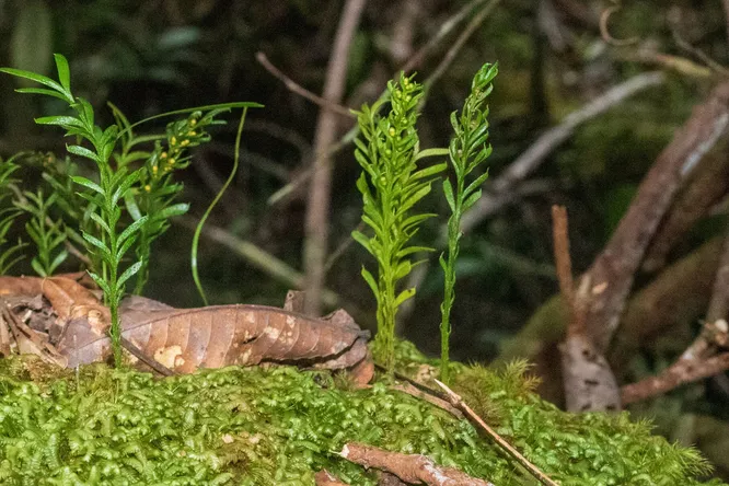 Папоротник Tmesipteris oblanceolata. Этот невзрачный папоротник из Океании является абсолютным рекордсменом по длине ДНК среди всех живых организмов на Земле. Источник: Pol Fernandez / Королевский ботанический сад Кью