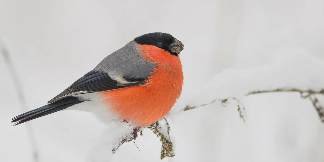 Почему не видно снегирей летом и откуда они появляются зимой