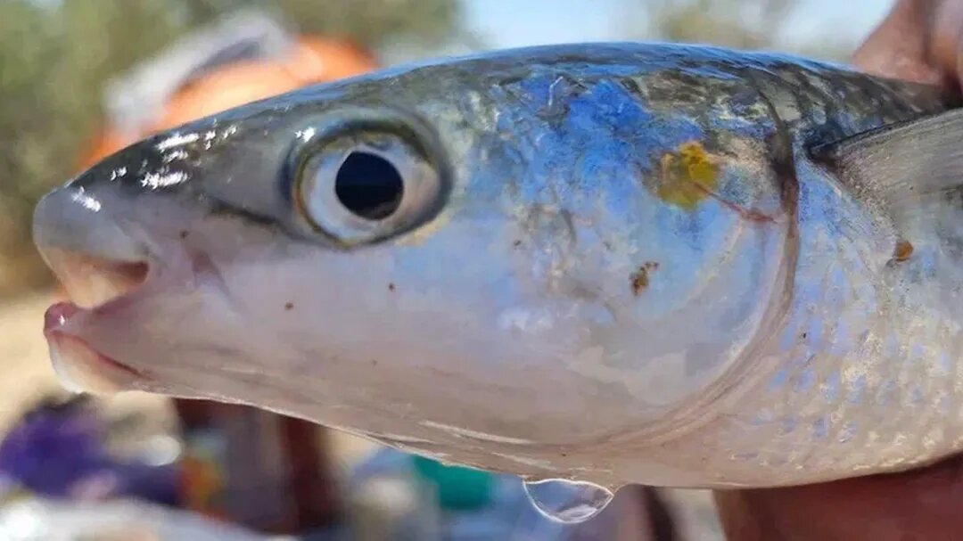 Фото: REGIONS/Наталья Надточая